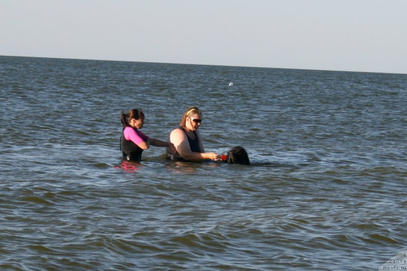 Фото: ньюфаундленд Черная Мафия Шорт анд Свеет (Chernaya Mafia Short and Sweet)