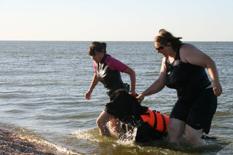 Фото: ньюфаундленд Черная Мафия Шорт анд Свеет (Chernaya Mafia Short and Sweet)