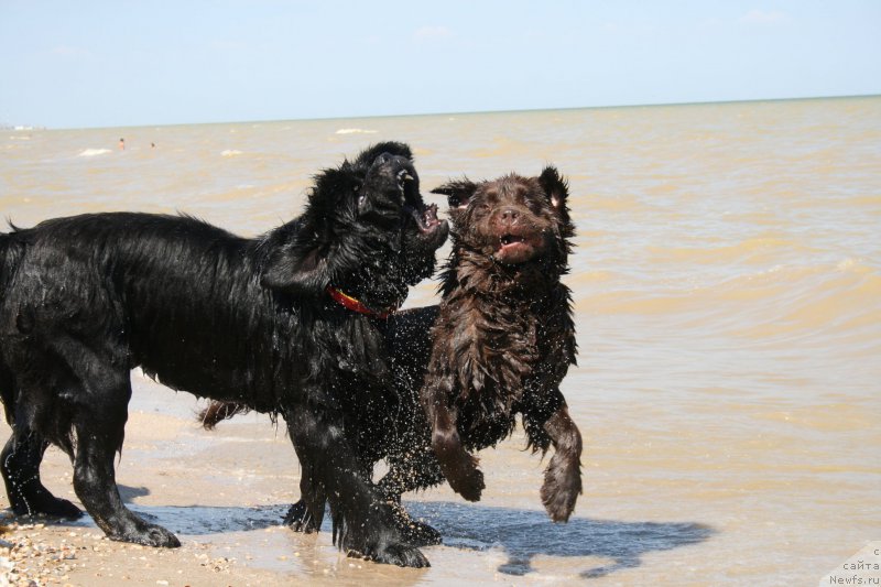 Фото: ньюфаундленд Черная Мафия Шорт анд Свеет (Chernaya Mafia Short and Sweet), ньюфаундленд Николь Голд Стар (Nikol Gold Star)