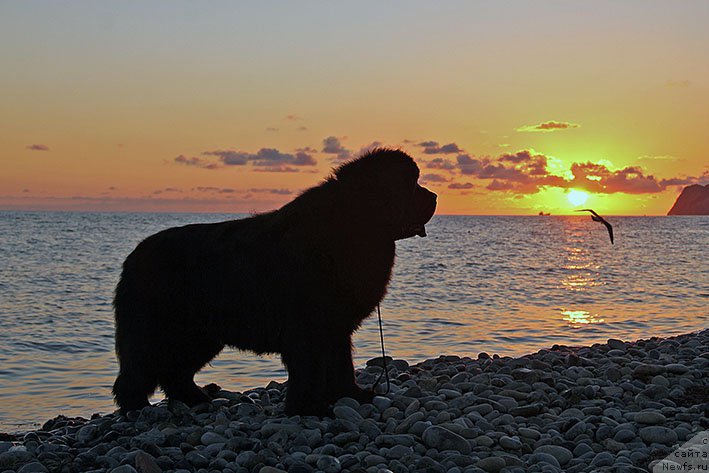 Фото: ньюфаундленд Звездный Дар Агасси (Zvezdnij Dar Agassi)