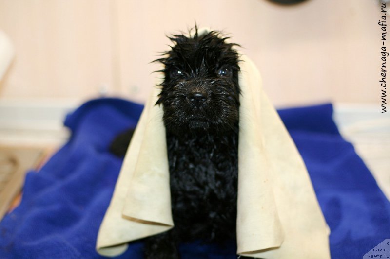 Фотография № 213325