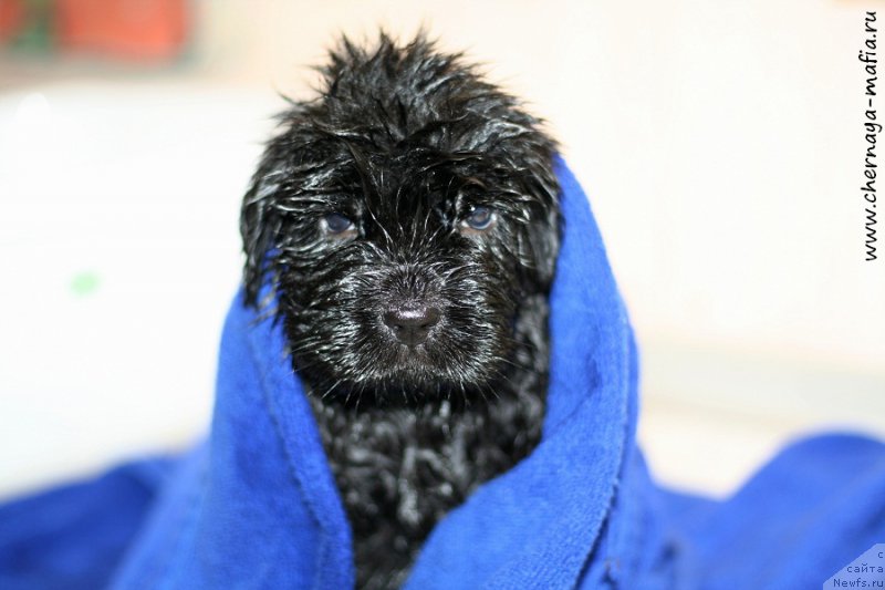 Фотография № 213327