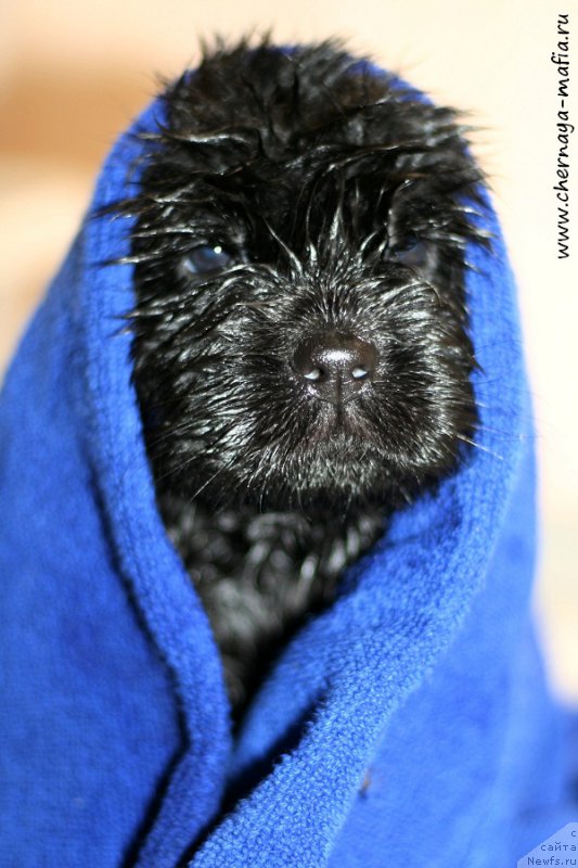 Фото: ньюфаундленд Черная Мафия Бекаусе И Ам Вортх Ит (Chernaya Mafia Because I Am Worth It)