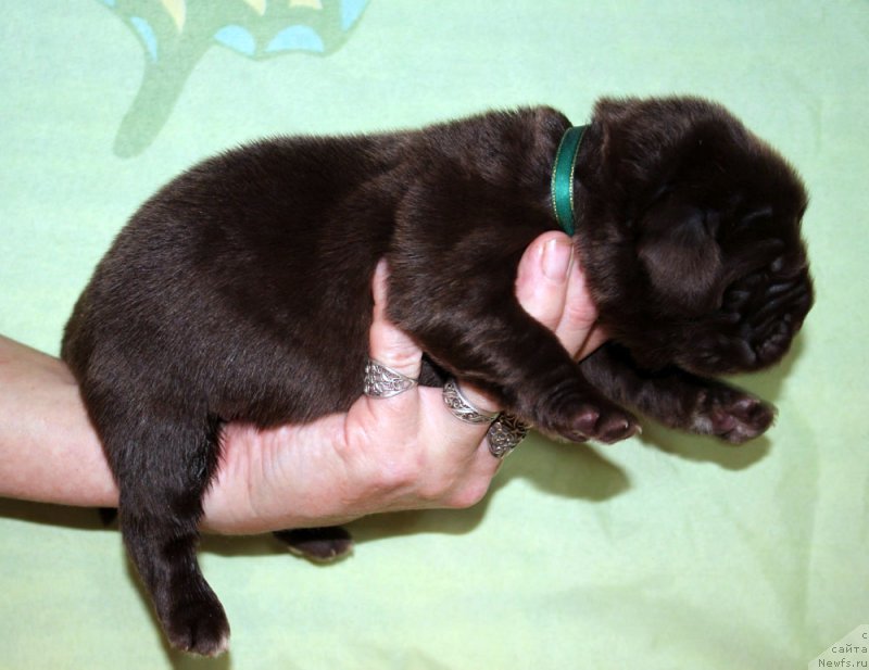 Фото: ньюфаундленд Браунблад МСК Аназер Лав Тендер Эбони (Brownblood MSK Another Love Tender Ebony)