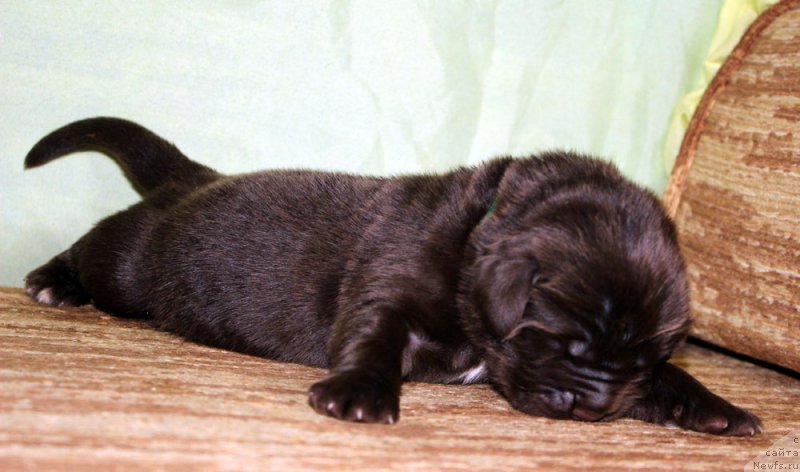 Фото: ньюфаундленд Браунблад МСК Аназер Лав Тендер Эбони (Brownblood MSK Another Love Tender Ebony)