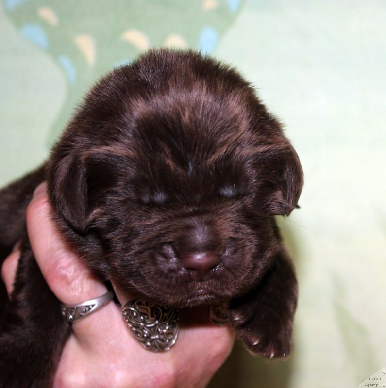 Фото: ньюфаундленд Браунблад МСК Аназер Лав Тендер Эбони (Brownblood MSK Another Love Tender Ebony)