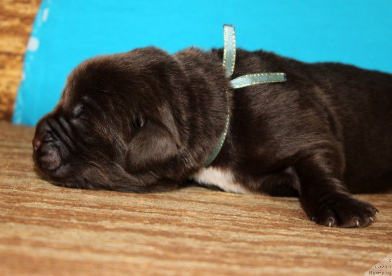 Фото: ньюфаундленд Браунблад МСК Абрамс-Стронг (Brownblood MSK Abrams-Strong)