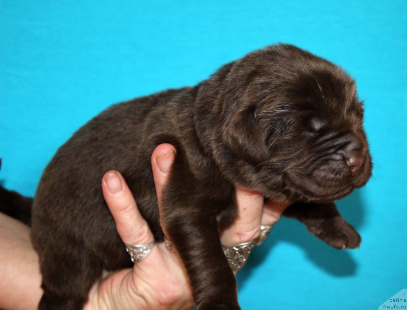 Фото: ньюфаундленд Браунблад МСК Абрамс-Стронг (Brownblood MSK Abrams-Strong)