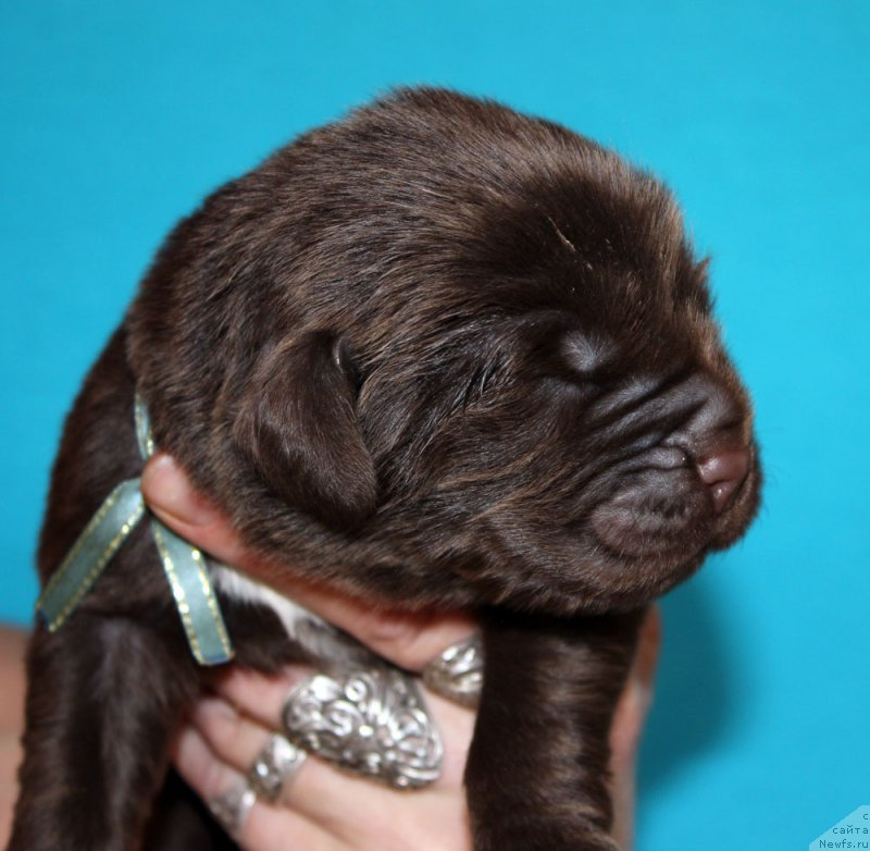 Фото: ньюфаундленд Браунблад МСК Абрамс-Стронг (Brownblood MSK Abrams-Strong)