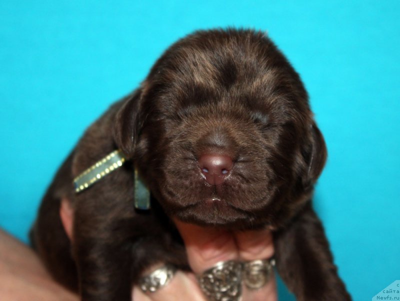 Фото: ньюфаундленд Браунблад МСК Абрамс-Стронг (Brownblood MSK Abrams-Strong)