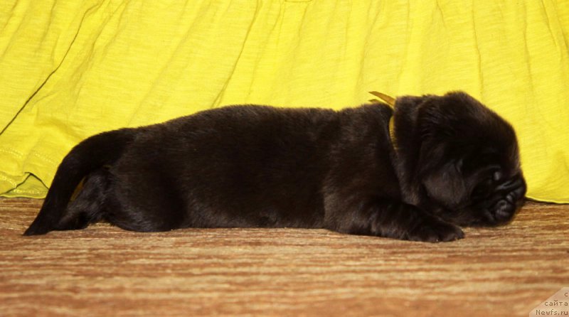 Фото: ньюфаундленд Браунблад МСК Альфа-Ромео Голд Бадди (Brownblood MSK Alfa-Romeo Gold Baddy)