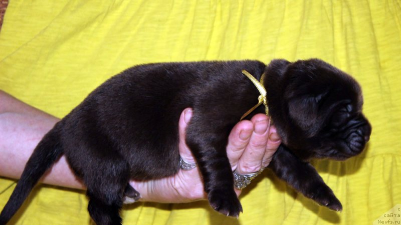 Фото: ньюфаундленд Браунблад МСК Альфа-Ромео Голд Бадди (Brownblood MSK Alfa-Romeo Gold Baddy)