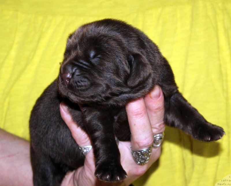 Фото: ньюфаундленд Браунблад МСК Альфа-Ромео Голд Бадди (Brownblood MSK Alfa-Romeo Gold Baddy)