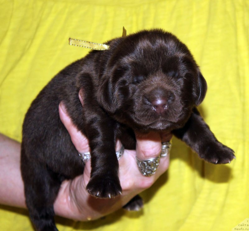 Фото: ньюфаундленд Браунблад МСК Альфа-Ромео Голд Бадди (Brownblood MSK Alfa-Romeo Gold Baddy)