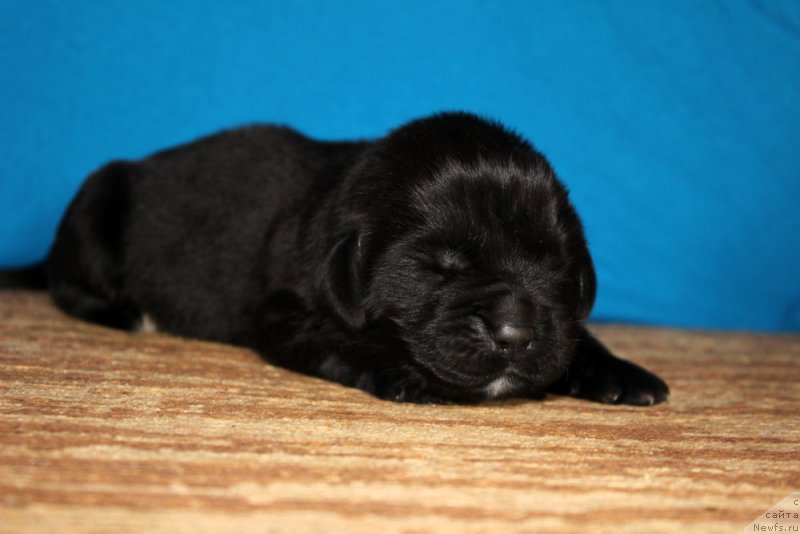 Фото: ньюфаундленд Браунблад МСК Амадей-Дефендер (Brownblood MSK Amadey-Defender)