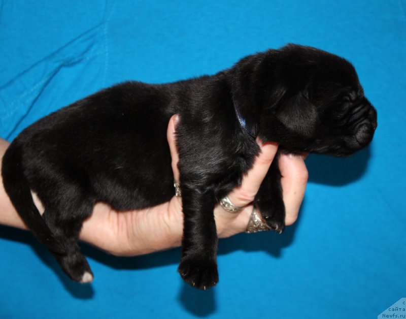 Фото: ньюфаундленд Браунблад МСК Амадей-Дефендер (Brownblood MSK Amadey-Defender)