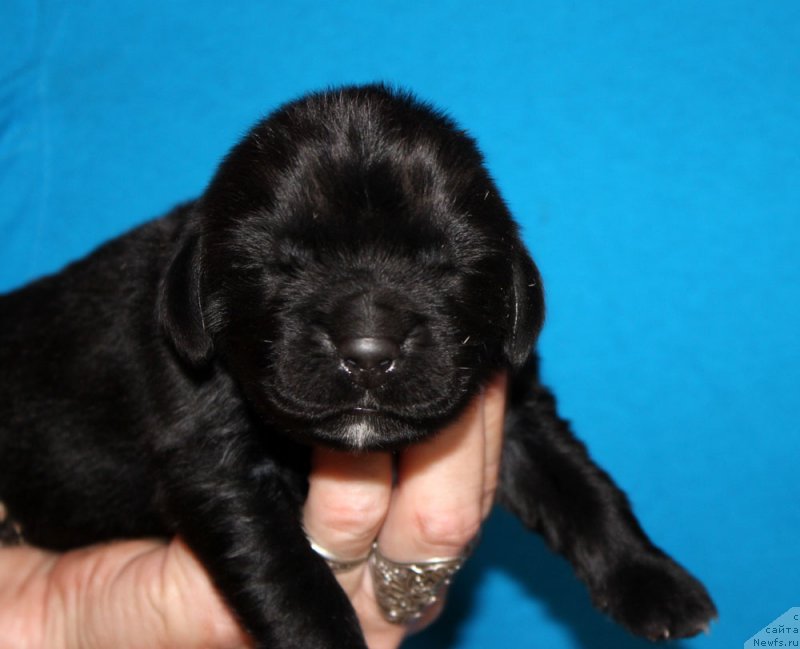 Фото: ньюфаундленд Браунблад МСК Амадей-Дефендер (Brownblood MSK Amadey-Defender)
