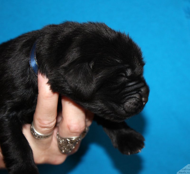 Фото: ньюфаундленд Браунблад МСК Амадей-Дефендер (Brownblood MSK Amadey-Defender)