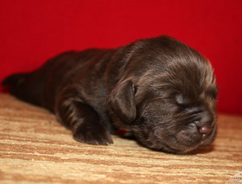 Фото: ньюфаундленд Браунблад МСК Ауди Рэд Лэсс (Brownblood MSK Audi Red Less)