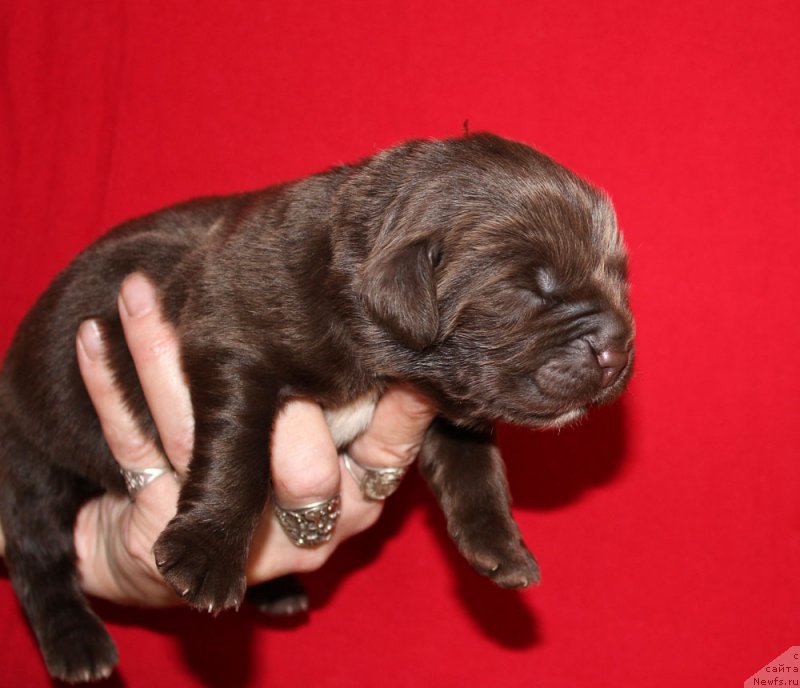 Фото: ньюфаундленд Браунблад МСК Ауди Рэд Лэсс (Brownblood MSK Audi Red Less)