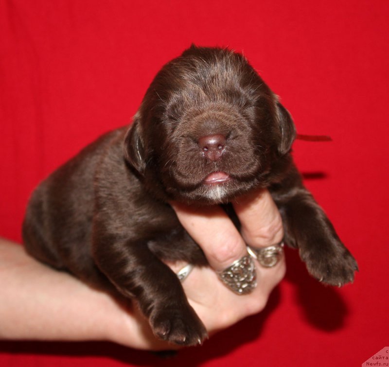 Фото: ньюфаундленд Браунблад МСК Ауди Рэд Лэсс (Brownblood MSK Audi Red Less)