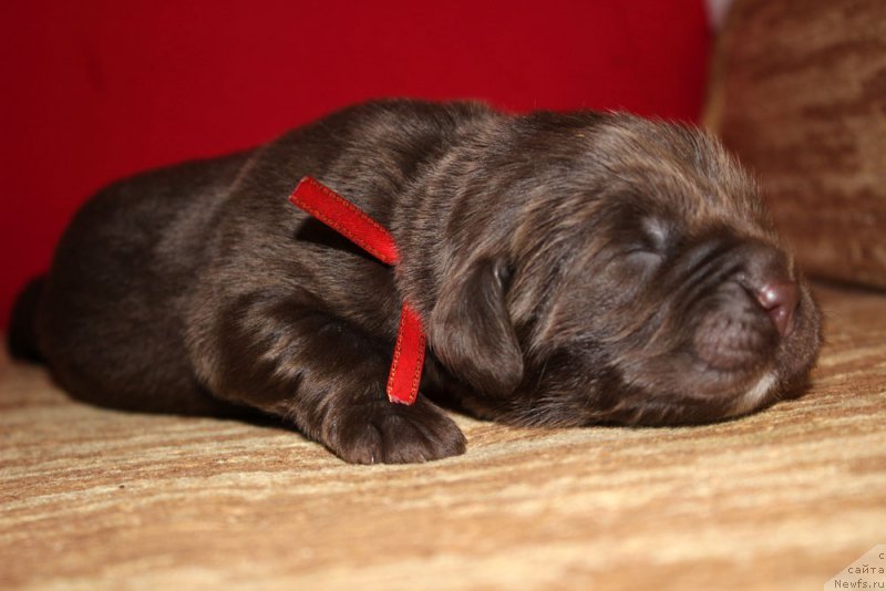 Фото: ньюфаундленд Браунблад МСК Ауди Рэд Лэсс (Brownblood MSK Audi Red Less)