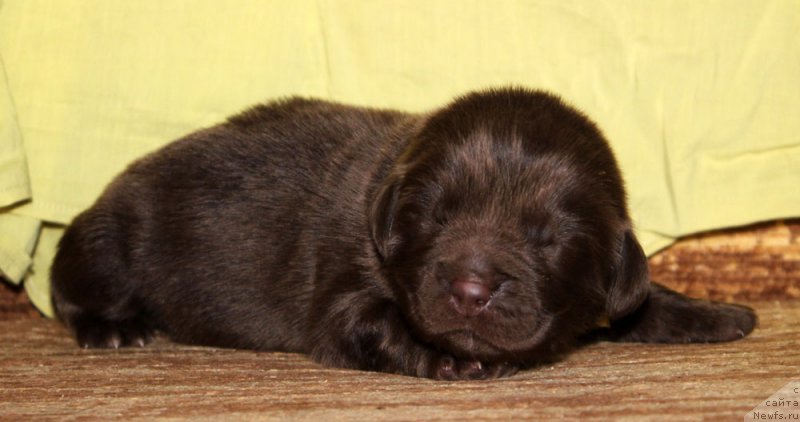 Фото: ньюфаундленд Браунблад МСК Армата Лойар Аид (Brownblood MSK Armata Loyar Aid)