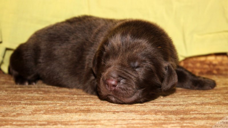 Фото: ньюфаундленд Браунблад МСК Армата Лойар Аид (Brownblood MSK Armata Loyar Aid)