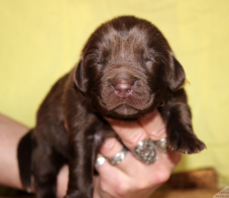 Фото: ньюфаундленд Браунблад МСК Армата Лойар Аид (Brownblood MSK Armata Loyar Aid)