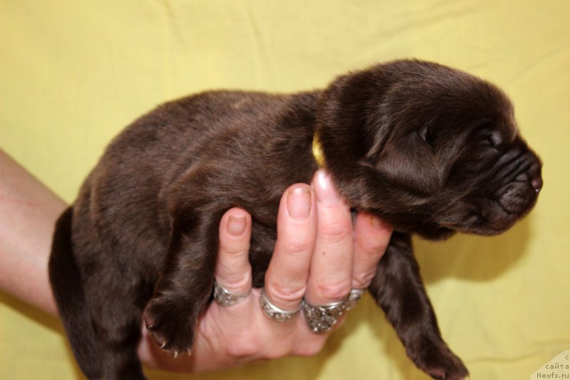 Фото: ньюфаундленд Браунблад МСК Армата Лойар Аид (Brownblood MSK Armata Loyar Aid)