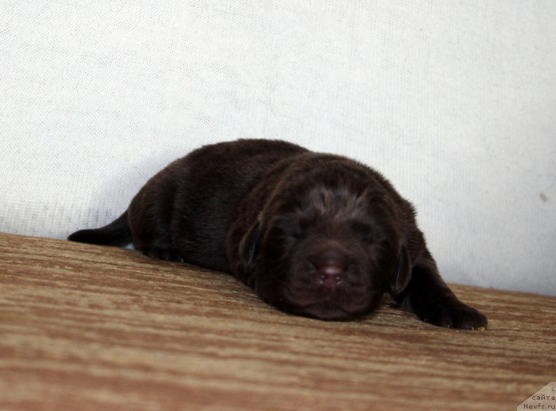 Фото: ньюфаундленд Браунблад МСК Аванти Дарлинг Кид (Brownblood MSK Avanti Darling Kid)