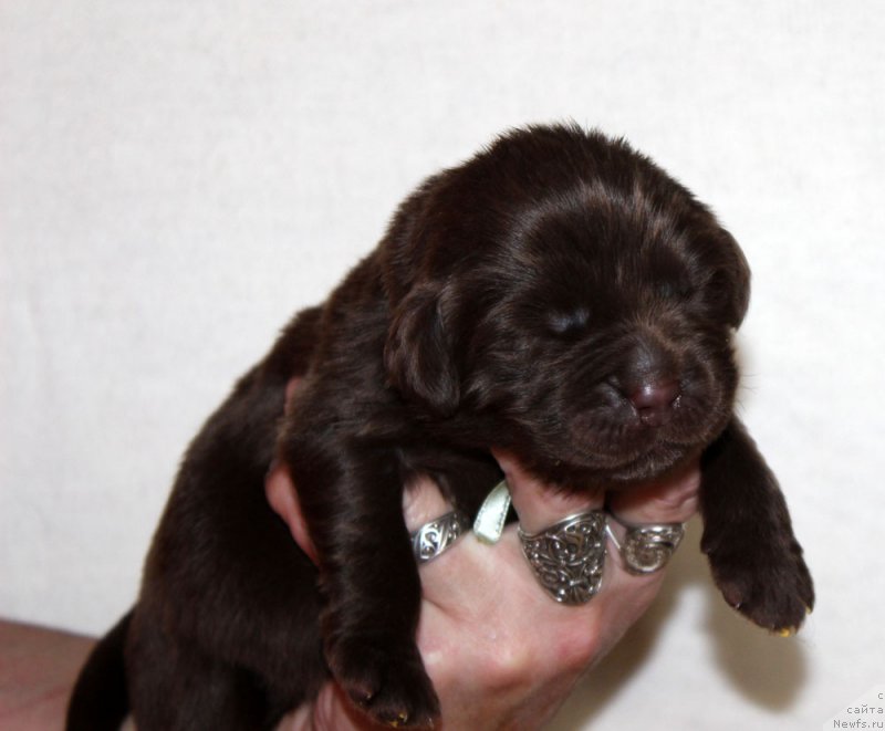 Фото: ньюфаундленд Браунблад МСК Аванти Дарлинг Кид (Brownblood MSK Avanti Darling Kid)