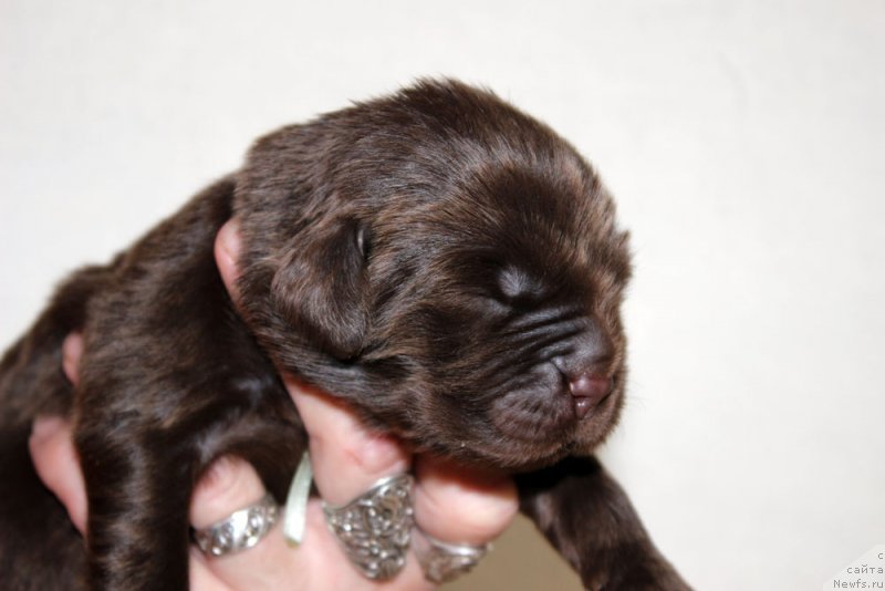 Фото: ньюфаундленд Браунблад МСК Аванти Дарлинг Кид (Brownblood MSK Avanti Darling Kid)