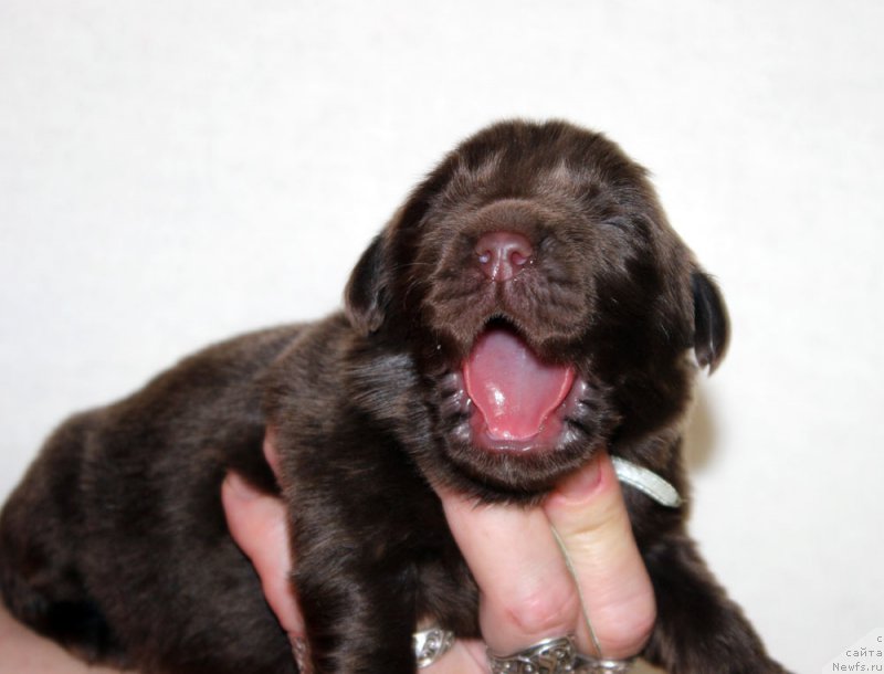 Фото: ньюфаундленд Браунблад МСК Аванти Дарлинг Кид (Brownblood MSK Avanti Darling Kid)