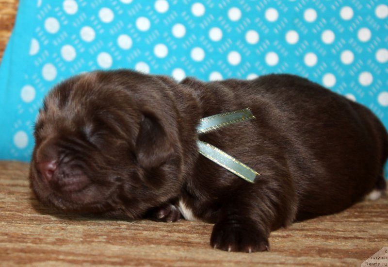 Фото: ньюфаундленд Браунблад МСК Альпина Гуардиан Соул (Brownblood MSK Alpina Guardian Soul)