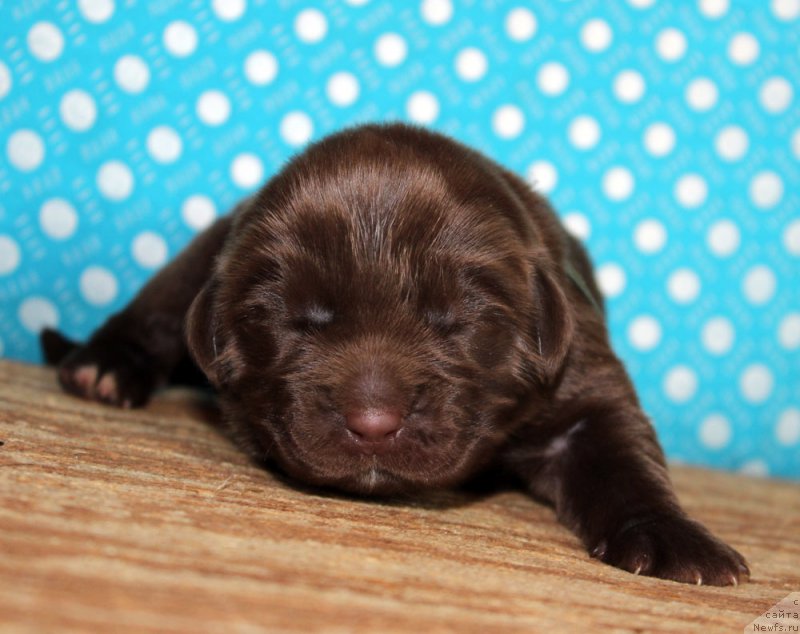 Фото: ньюфаундленд Браунблад МСК Альпина Гуардиан Соул (Brownblood MSK Alpina Guardian Soul)
