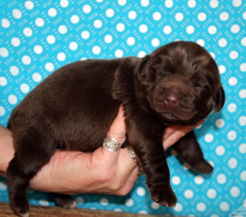 Фото: ньюфаундленд Браунблад МСК Альпина Гуардиан Соул (Brownblood MSK Alpina Guardian Soul)