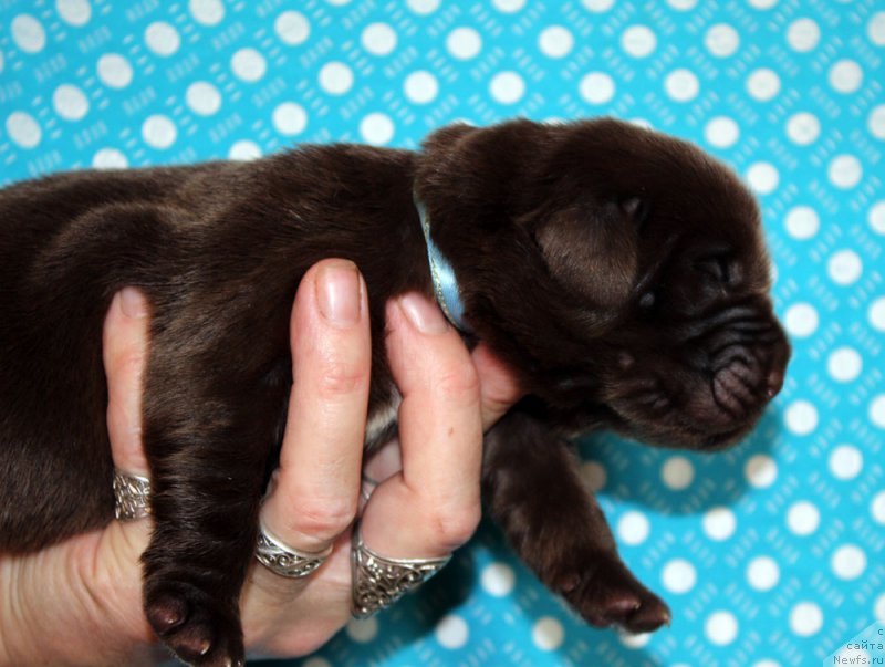 Фото: ньюфаундленд Браунблад МСК Альпина Гуардиан Соул (Brownblood MSK Alpina Guardian Soul)