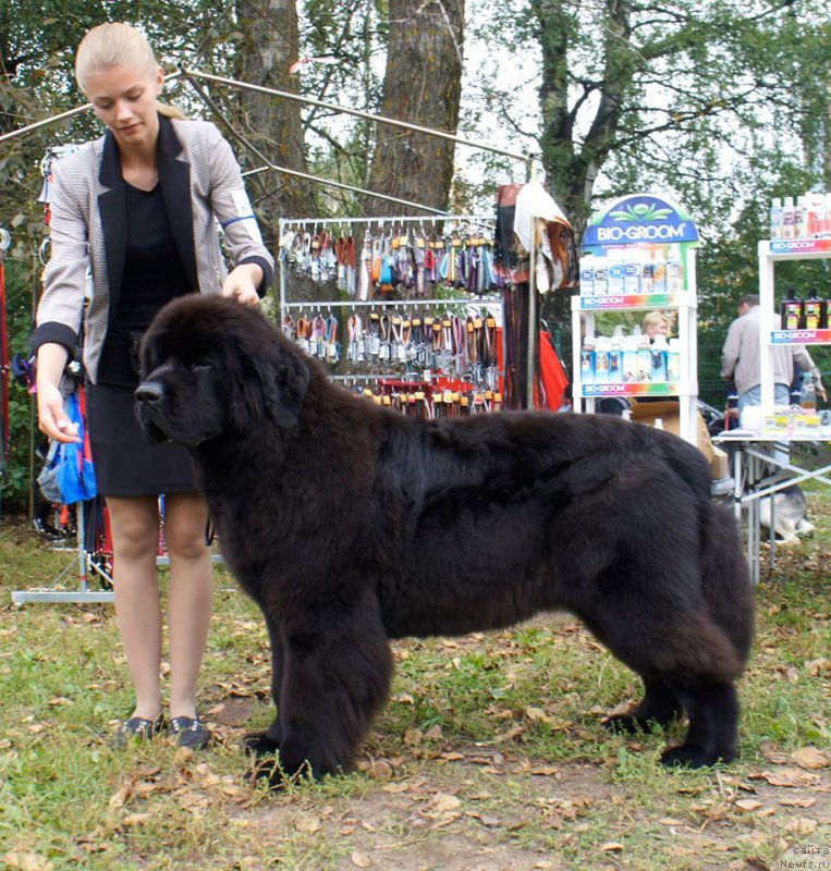 Фото: ньюфаундленд Смигар Блонди Мэрилин (Smigar Blondy Marilyn)