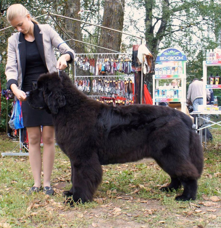 Фото: ньюфаундленд Смигар Блонди Мэрилин (Smigar Blondy Marilyn)