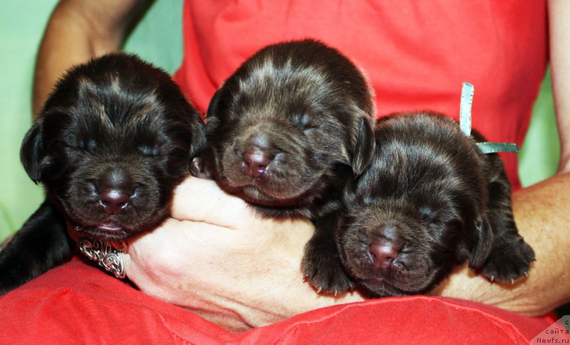 Фото: ньюфаундленд Мерседес Вялiкi Мядзведзь (Mercedes Vialiki Miadzvedz)