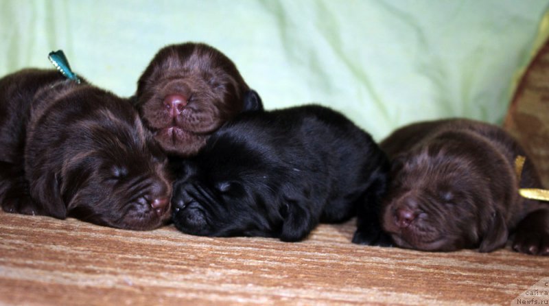 Фото: ньюфаундленд Мерседес Вялiкi Мядзведзь (Mercedes Vialiki Miadzvedz)