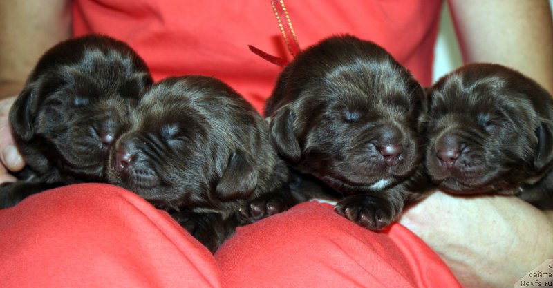 Фото: ньюфаундленд Мерседес Вялiкi Мядзведзь (Mercedes Vialiki Miadzvedz)