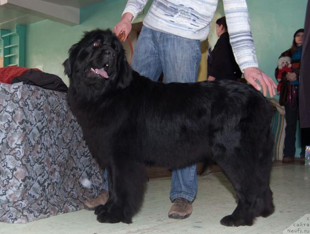 Фото: ньюфаундленд Эра Гранд Маргарита Наварская