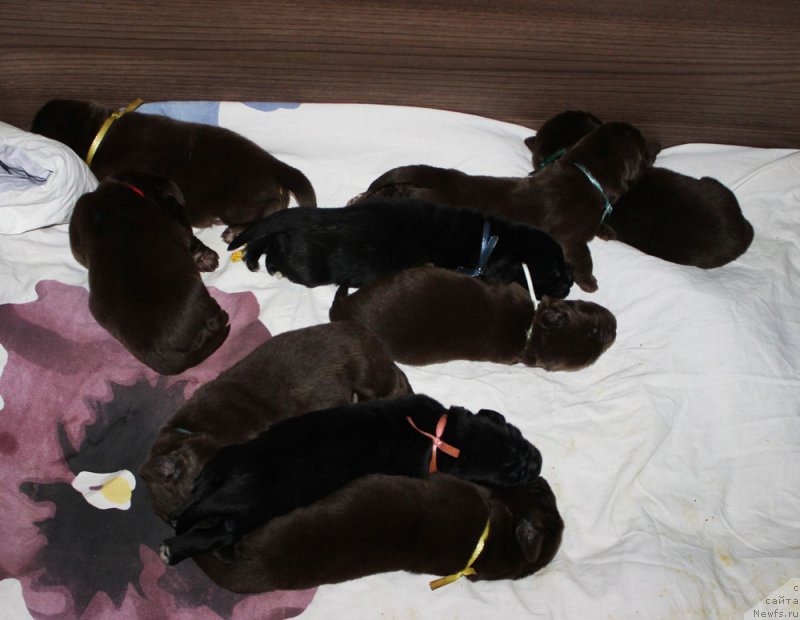 Фото: ньюфаундленд Мерседес Вялiкi Мядзведзь (Mercedes Vialiki Miadzvedz)