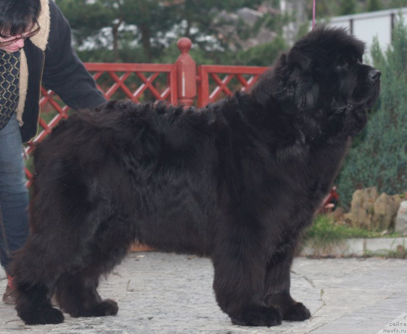 Фото: ньюфаундленд Севертан Церера