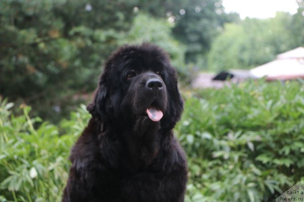 Фото: ньюфаундленд Севертан Церера