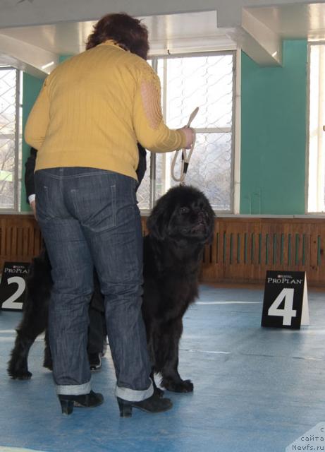 Фото: ньюфаундленд Супер Премиум Вашингтон