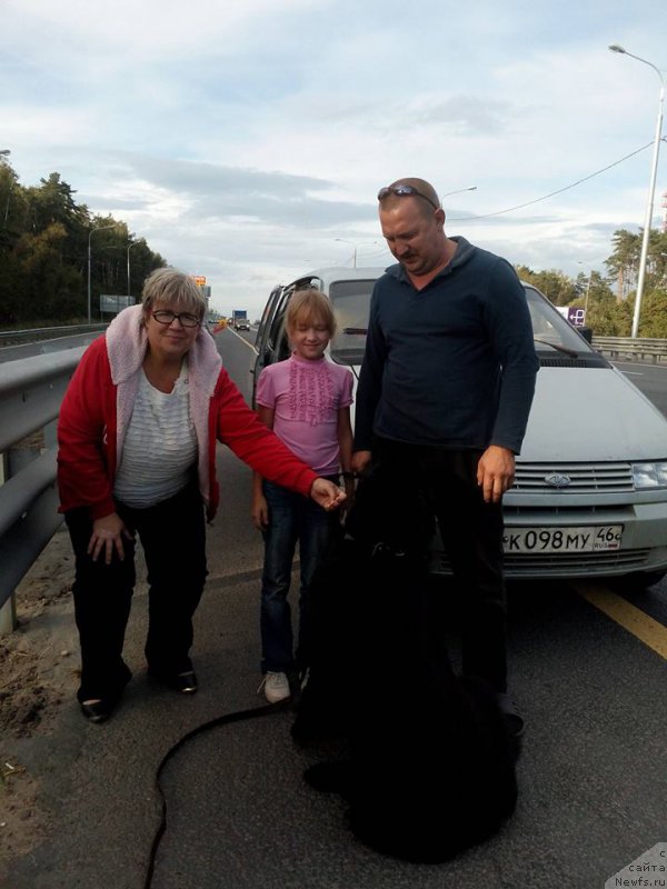 Фото: ньюфаундленд Смигар Билив Ми Ай’м Доктор (Smigar Believe me I’m Doctor)