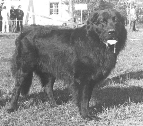 Фото: ньюфаундленд Крас Боди